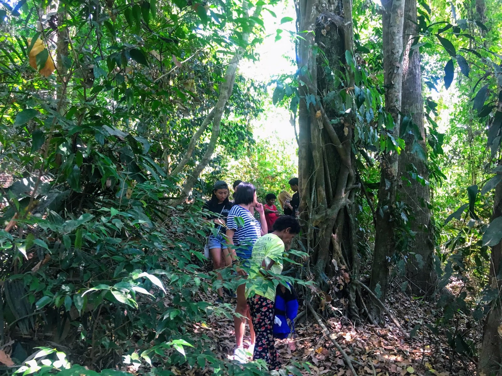 https://mdw-travel-data-us-east-1.s3.amazonaws.com/img/country/Philippines/Pamulaklakin-Forest-Trail/img_00.jpg