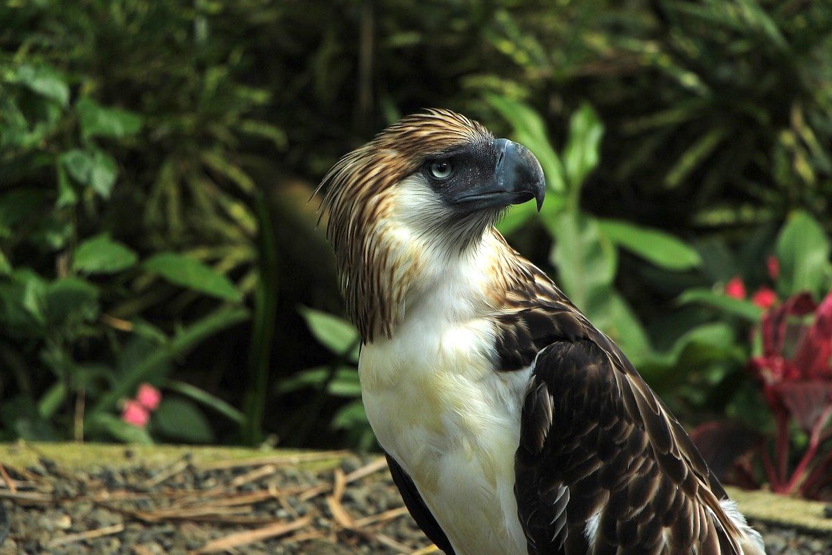 https://mdw-travel-data-us-east-1.s3.amazonaws.com/img/country/Philippines/Philippine-Eagle-Center/img_00.jpg