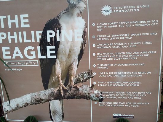 https://mdw-travel-data-us-east-1.s3.amazonaws.com/img/country/Philippines/Philippine-Eagle-Center/img_02.jpg
