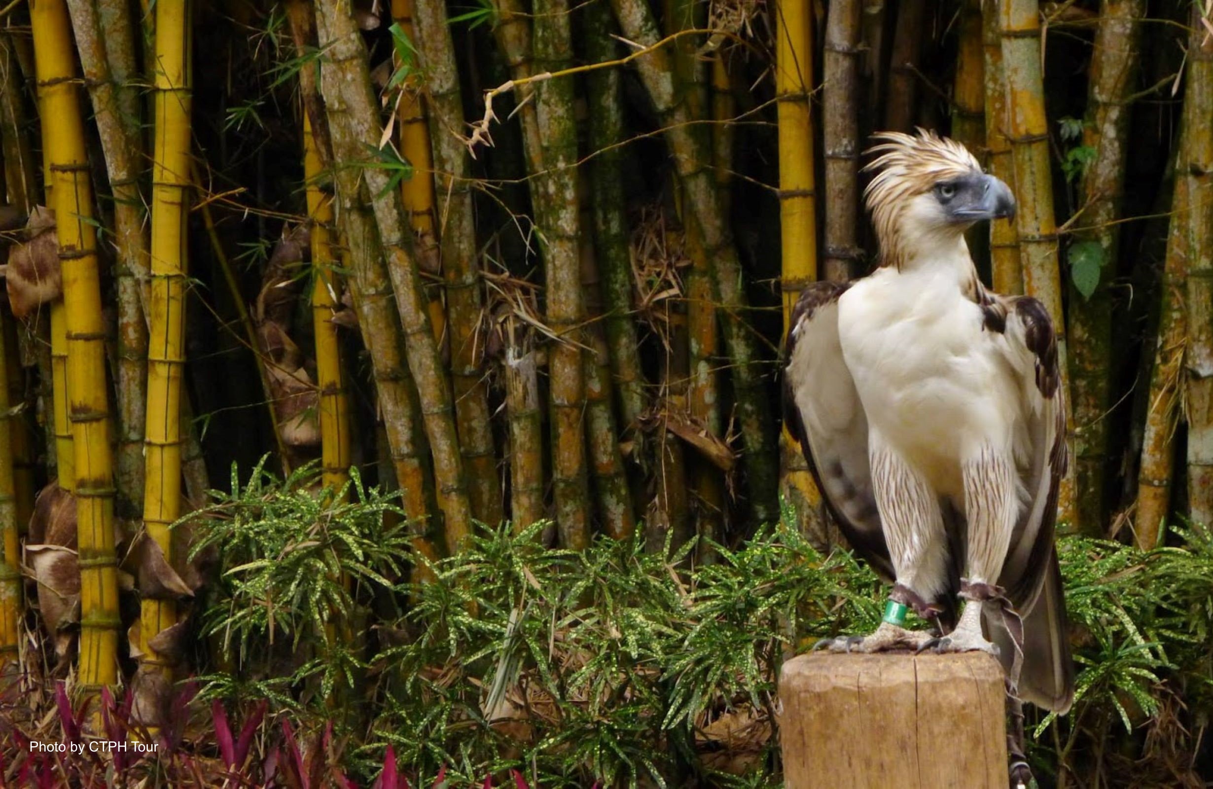 https://mdw-travel-data-us-east-1.s3.amazonaws.com/img/country/Philippines/Philippine-Eagle-Center/img_03.jpg