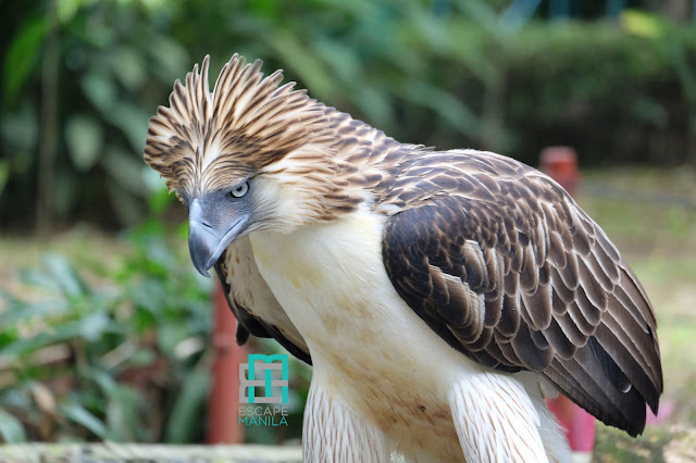 https://mdw-travel-data-us-east-1.s3.amazonaws.com/img/country/Philippines/Philippine-Eagle-Center/img_04.jpg