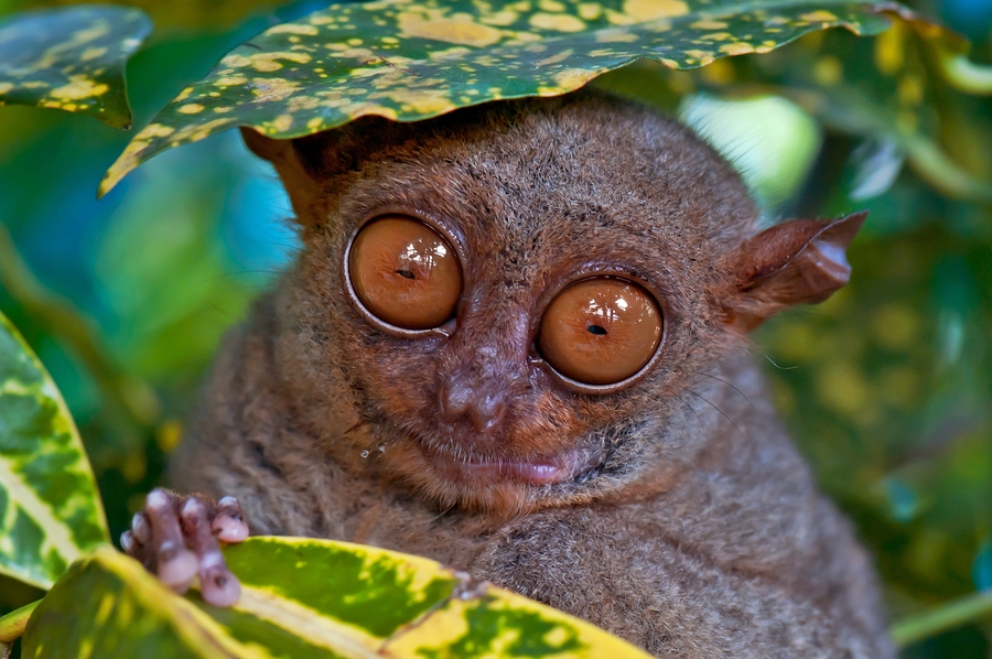 https://mdw-travel-data-us-east-1.s3.amazonaws.com/img/country/Philippines/Philippine-Tarsier-and-Wildlife-Sanctuary/img_00.jpg