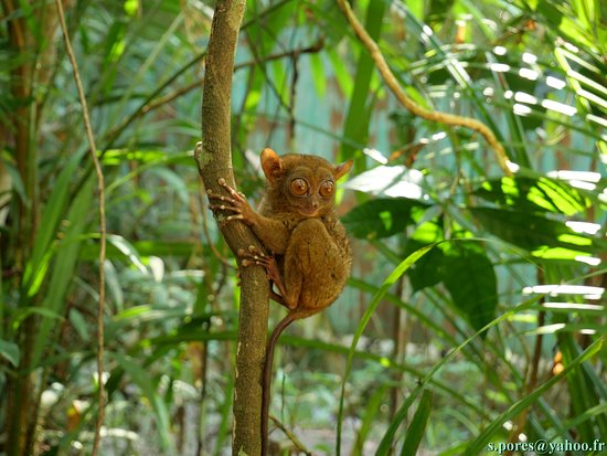 https://mdw-travel-data-us-east-1.s3.amazonaws.com/img/country/Philippines/Philippine-Tarsier-and-Wildlife-Sanctuary/img_01.jpg
