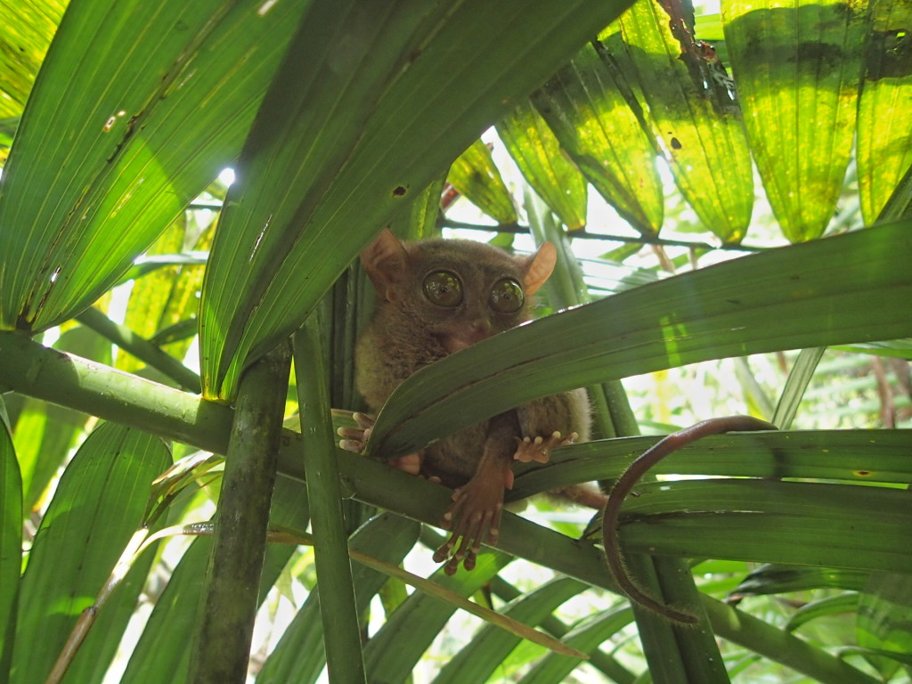 https://mdw-travel-data-us-east-1.s3.amazonaws.com/img/country/Philippines/Philippine-Tarsier-and-Wildlife-Sanctuary/img_02.jpg