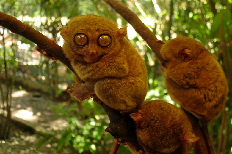 https://mdw-travel-data-us-east-1.s3.amazonaws.com/img/country/Philippines/Philippine-Tarsier-and-Wildlife-Sanctuary/img_03.jpg