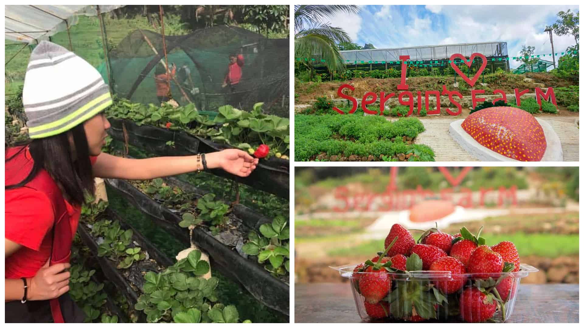 https://mdw-travel-data-us-east-1.s3.amazonaws.com/img/country/Philippines/Strawberry-Farm/img_00.jpg