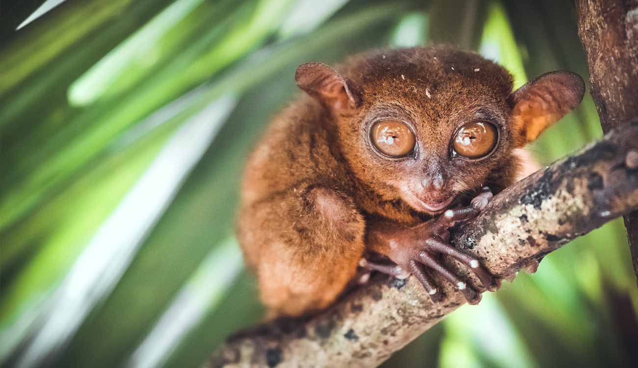 https://mdw-travel-data-us-east-1.s3.amazonaws.com/img/country/Philippines/Tarsier-Conservation-Area/img_01.jpg
