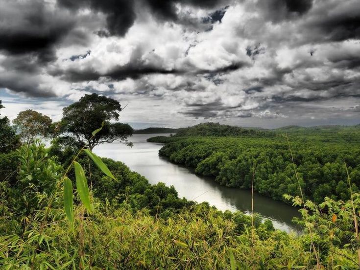 https://mdw-travel-data-us-east-1.s3.amazonaws.com/img/country/Philippines/Witness-Trees/img_00.jpg