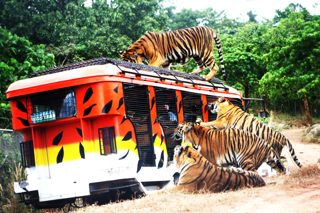 https://mdw-travel-data-us-east-1.s3.amazonaws.com/img/country/Philippines/Zoobic-Safari/img_01.jpg