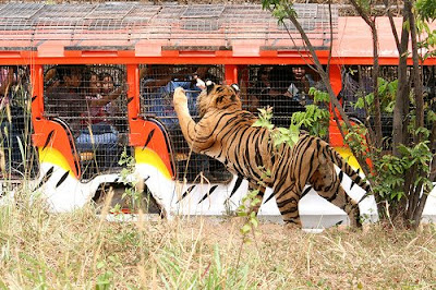 https://mdw-travel-data-us-east-1.s3.amazonaws.com/img/country/Philippines/Zoobic-Safari/img_02.jpg
