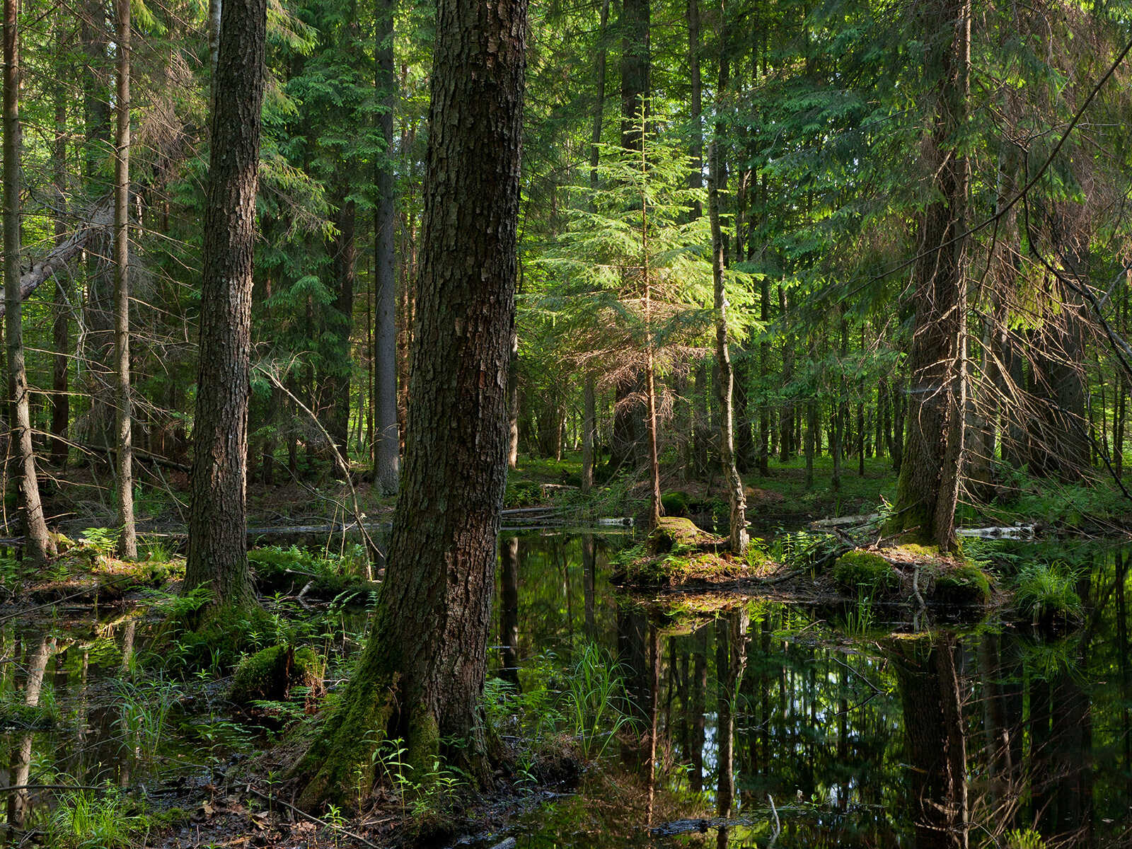 https://mdw-travel-data-us-east-1.s3.amazonaws.com/img/country/Poland/Bialowieza-Forest/img_00.jpg