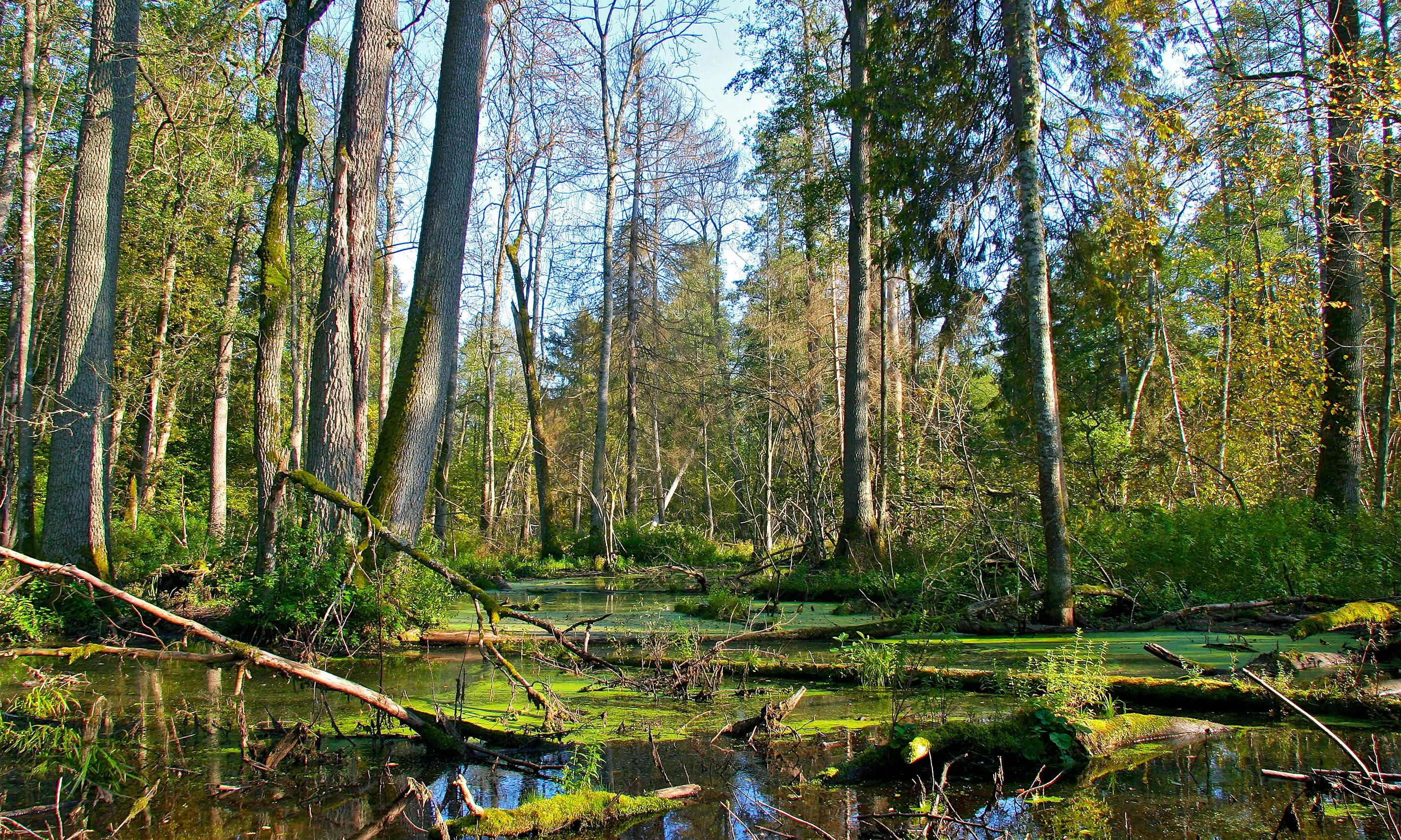 https://mdw-travel-data-us-east-1.s3.amazonaws.com/img/country/Poland/Bialowieza-Forest/img_01.jpg