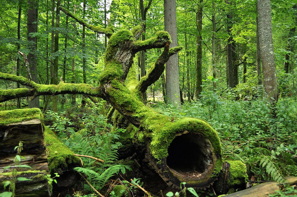 https://mdw-travel-data-us-east-1.s3.amazonaws.com/img/country/Poland/Bialowieza-Forest/img_02.jpg