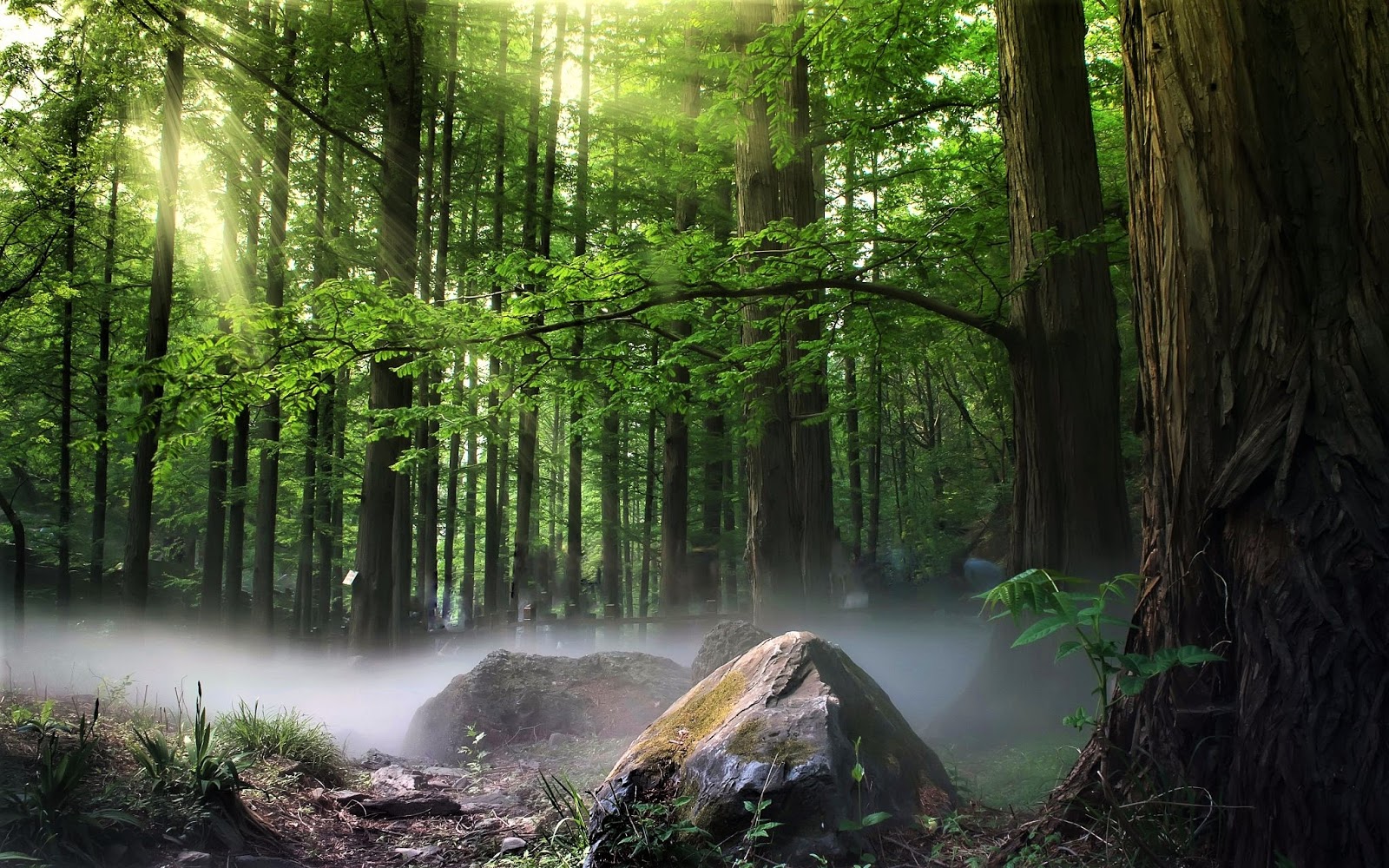 https://mdw-travel-data-us-east-1.s3.amazonaws.com/img/country/Poland/Bialowieza-Forest/img_03.jpg