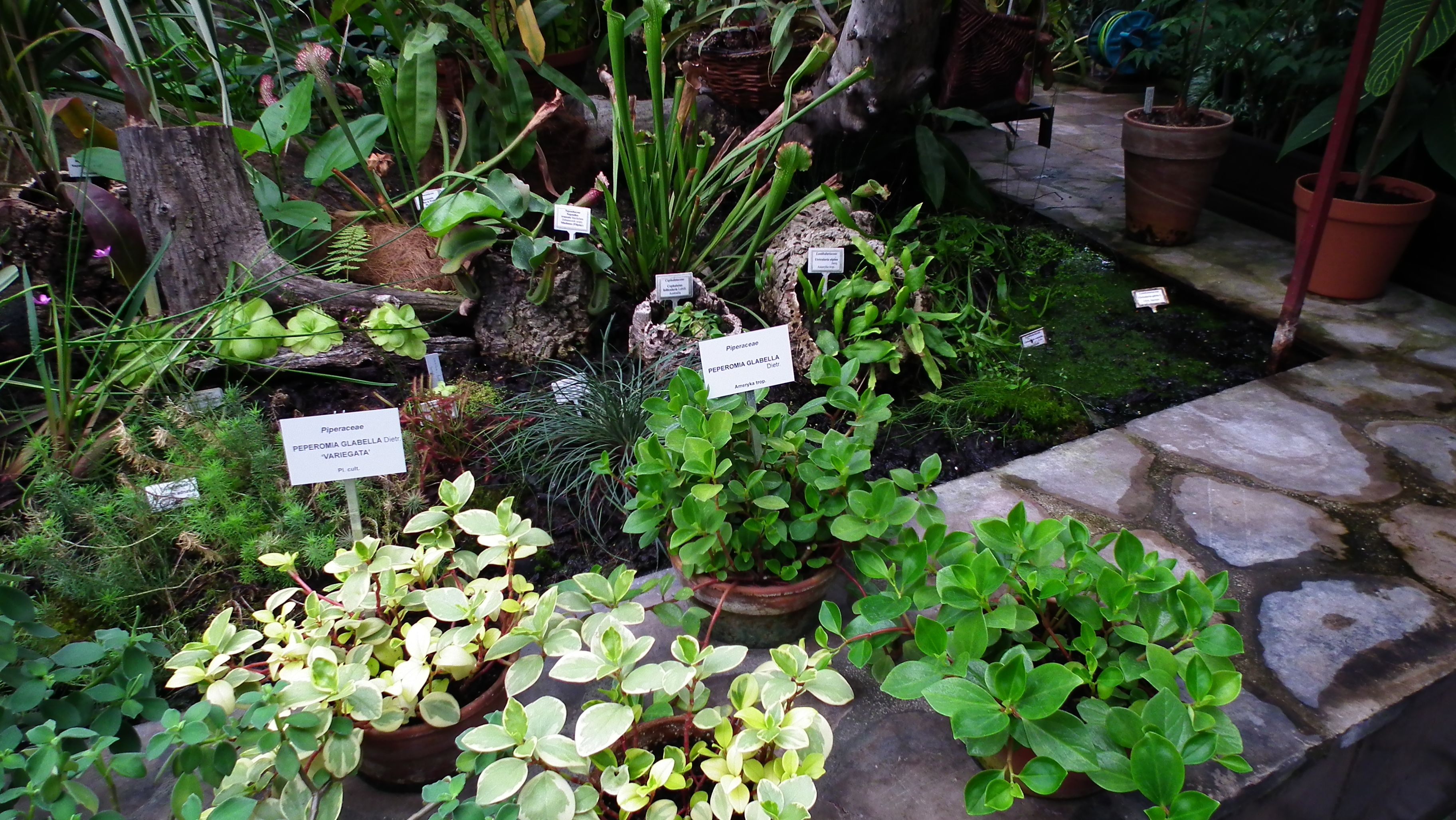 https://mdw-travel-data-us-east-1.s3.amazonaws.com/img/country/Poland/Botanic-Garden-of-Lodz-University/img_00.jpg