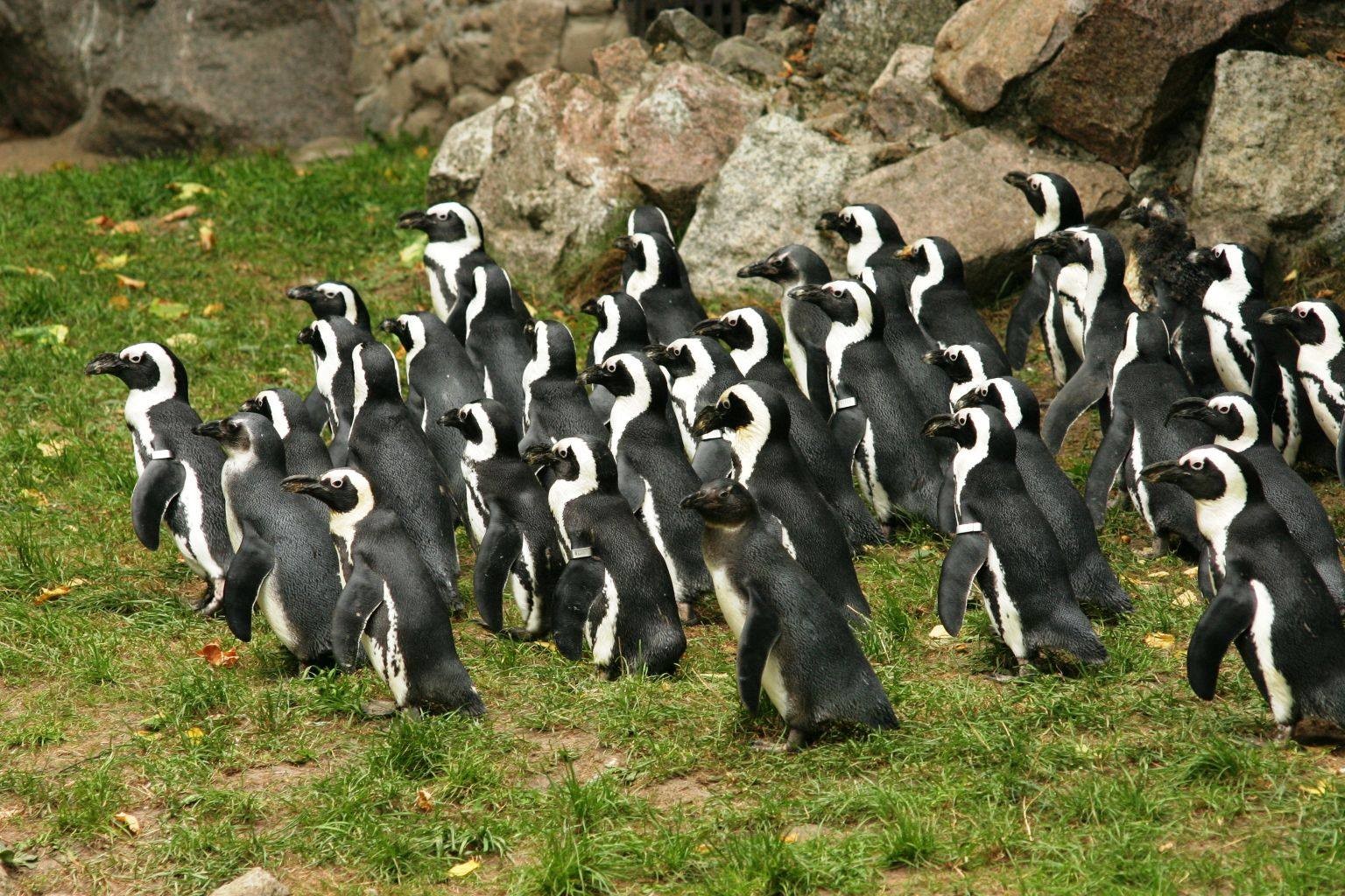 https://mdw-travel-data-us-east-1.s3.amazonaws.com/img/country/Poland/Gdansk-Zoo/img_01.jpg