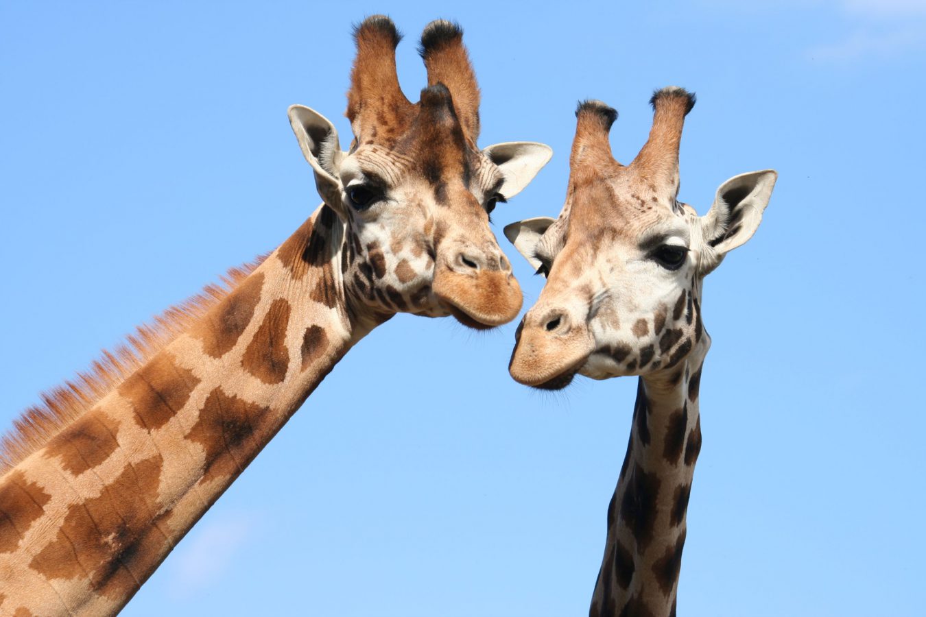 https://mdw-travel-data-us-east-1.s3.amazonaws.com/img/country/Poland/Gdansk-Zoo/img_03.jpg