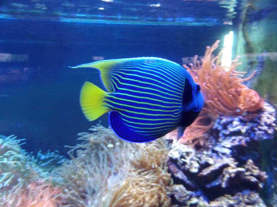 https://mdw-travel-data-us-east-1.s3.amazonaws.com/img/country/Poland/Gdynia-Aquarium/img_02.jpg