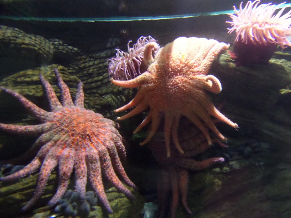 https://mdw-travel-data-us-east-1.s3.amazonaws.com/img/country/Poland/Gdynia-Aquarium/img_03.jpg