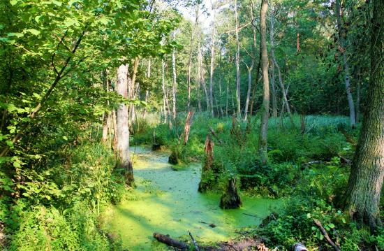 https://mdw-travel-data-us-east-1.s3.amazonaws.com/img/country/Poland/Kampinos-National-Park/img_01.jpg