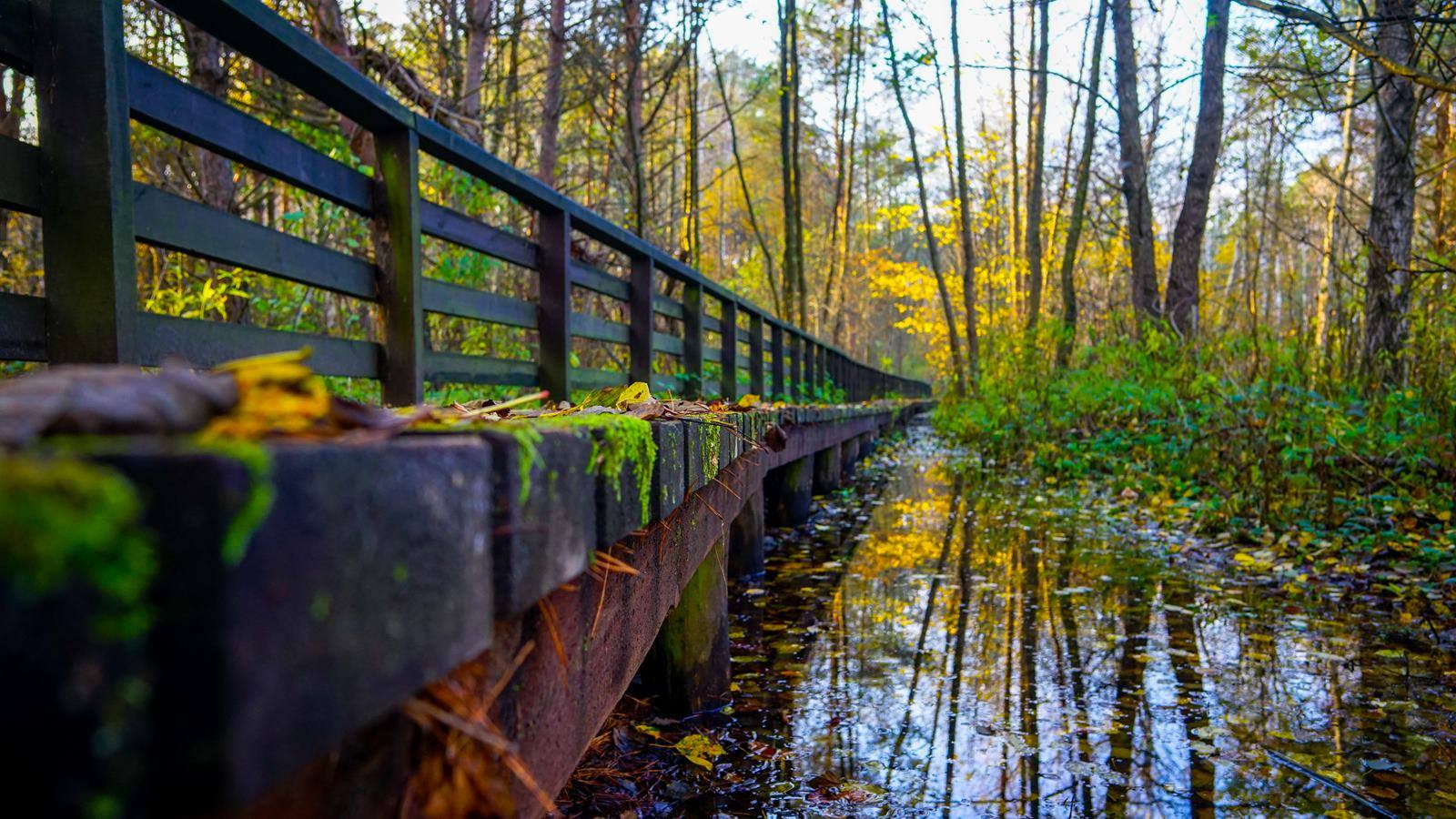 https://mdw-travel-data-us-east-1.s3.amazonaws.com/img/country/Poland/Kampinoski-National-Park/img_01.jpg