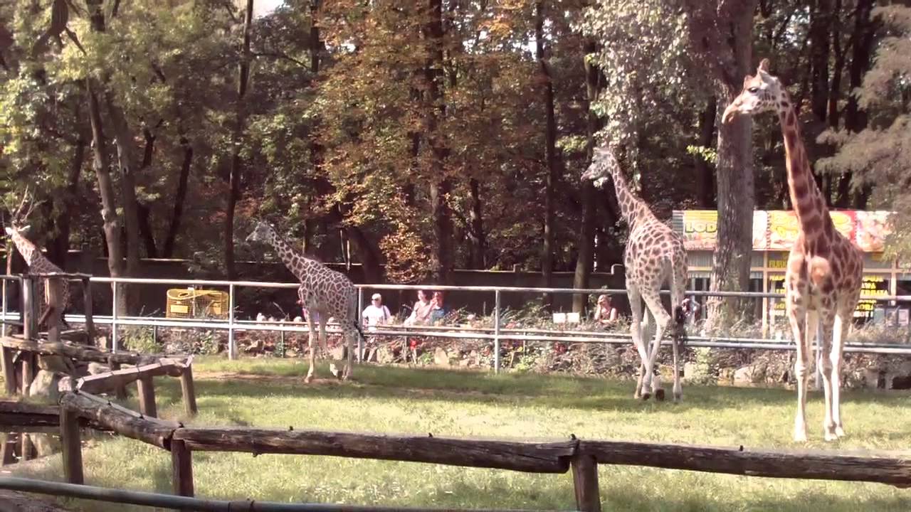 https://mdw-travel-data-us-east-1.s3.amazonaws.com/img/country/Poland/Lodz-Zoo/img_02.jpg