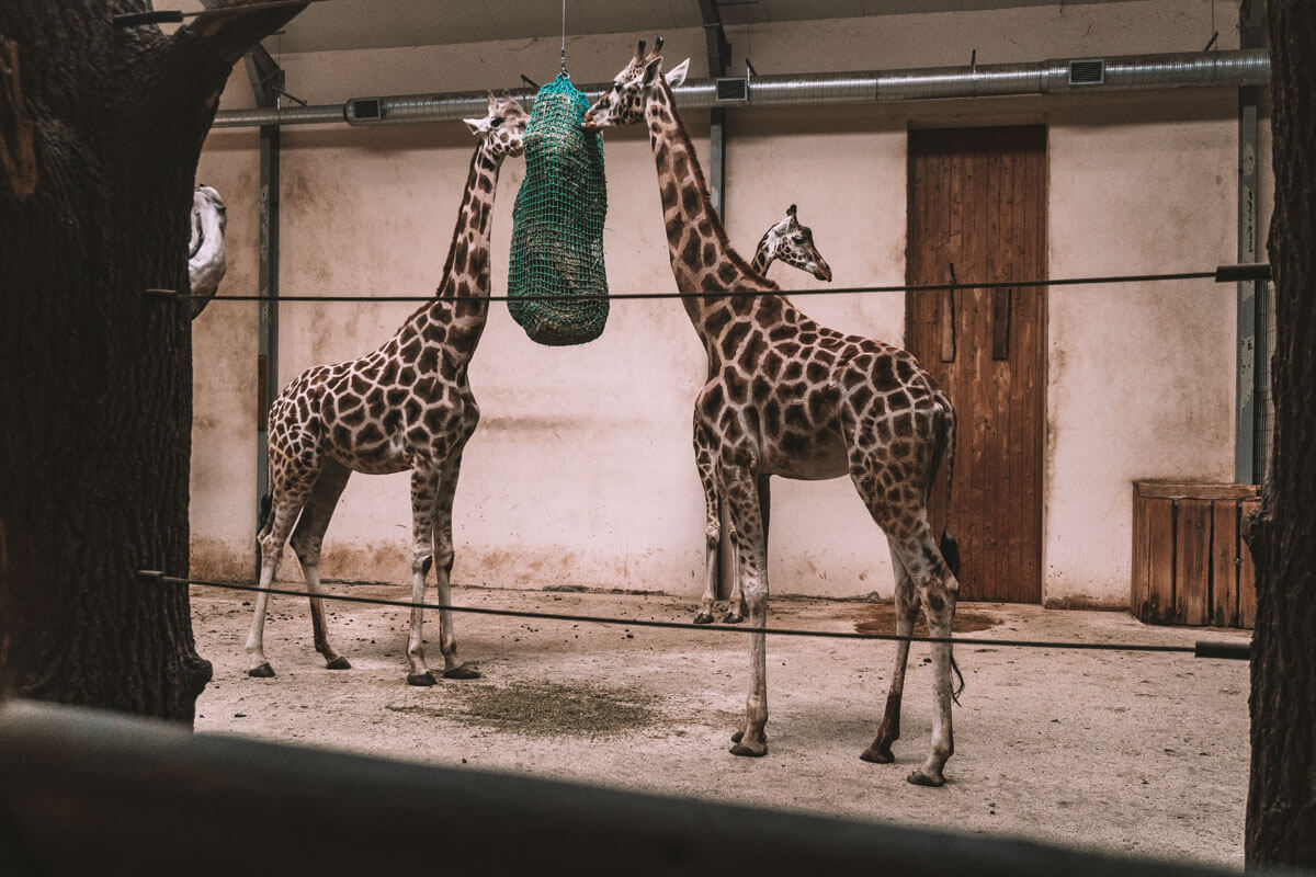 https://mdw-travel-data-us-east-1.s3.amazonaws.com/img/country/Poland/Opole-Zoo/img_02.jpg