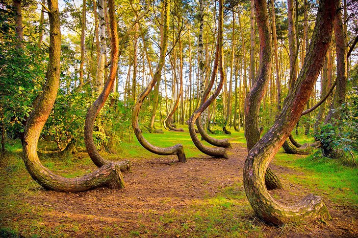 https://mdw-travel-data-us-east-1.s3.amazonaws.com/img/country/Poland/Park-Stefanow/img_02.jpg