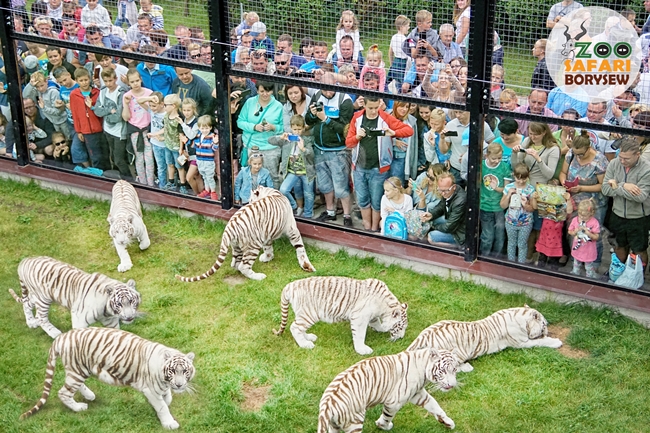 https://mdw-travel-data-us-east-1.s3.amazonaws.com/img/country/Poland/Zoo-Safari-Park/img_02.jpg