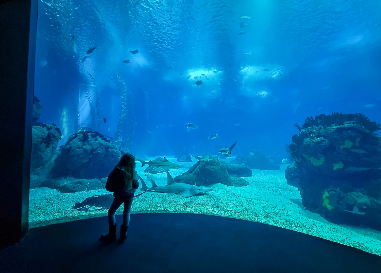 https://mdw-travel-data-us-east-1.s3.amazonaws.com/img/country/Portugal/Lisbon-Aquarium/img_01.jpg