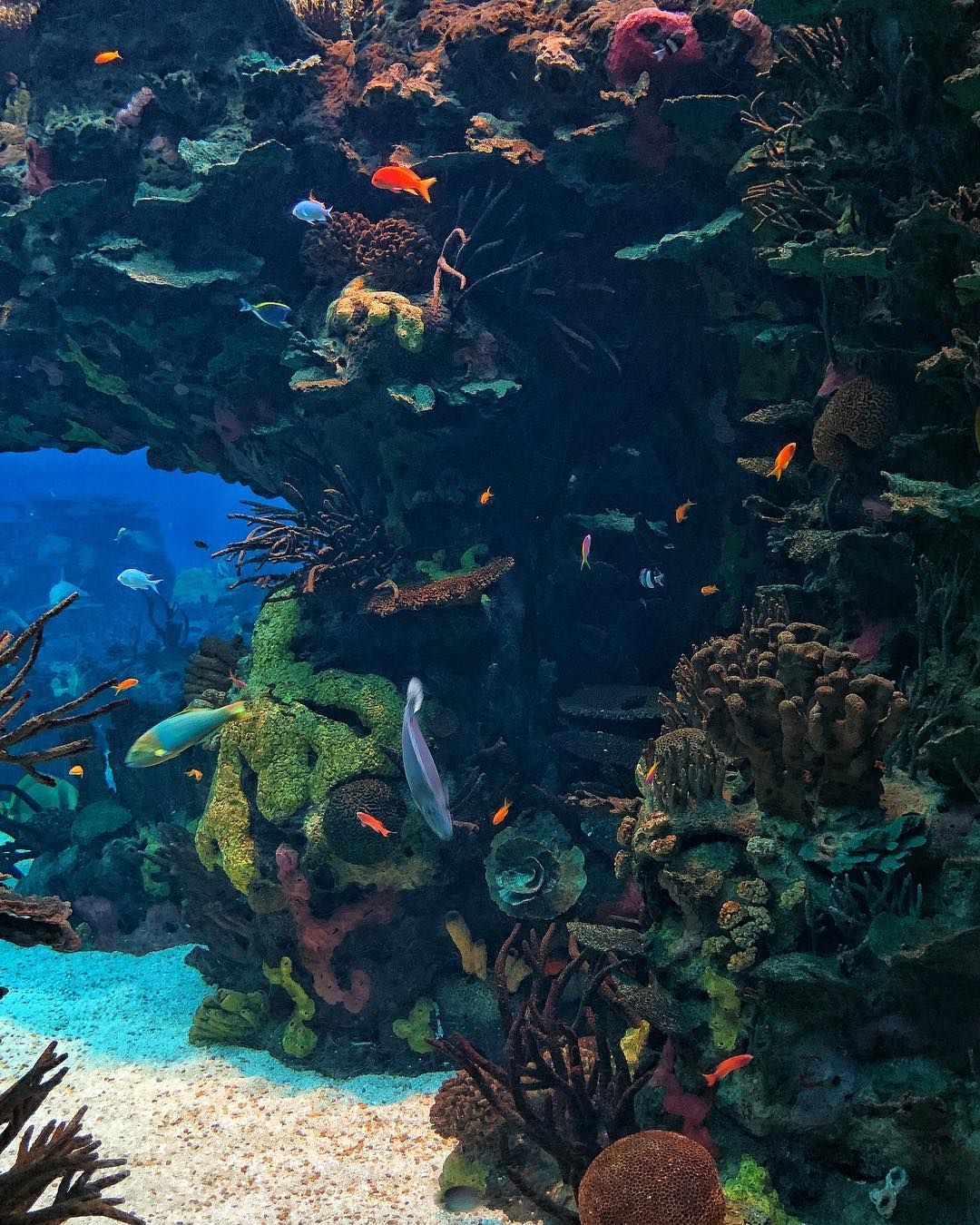 https://mdw-travel-data-us-east-1.s3.amazonaws.com/img/country/Portugal/Lisbon-Aquarium/img_03.jpg
