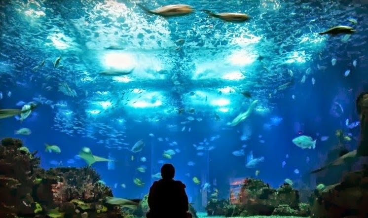 https://mdw-travel-data-us-east-1.s3.amazonaws.com/img/country/Portugal/Oceanario-de-Santo-Andre/img_03.jpg