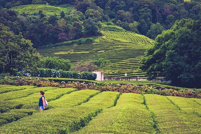 https://mdw-travel-data-us-east-1.s3.amazonaws.com/img/country/Portugal/Plantacao-de-Cha-Gorreana/img_02.jpg