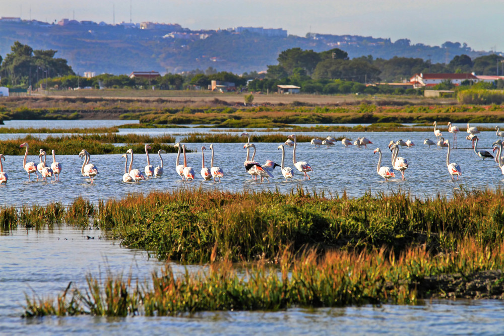 https://mdw-travel-data-us-east-1.s3.amazonaws.com/img/country/Portugal/Reserva-Natural-do-Estuario-do-Sado/img_01.jpg