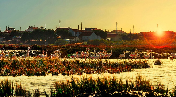 https://mdw-travel-data-us-east-1.s3.amazonaws.com/img/country/Portugal/Reserva-Natural-do-Estuario-do-Sado/img_03.jpg