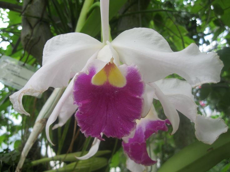 https://mdw-travel-data-us-east-1.s3.amazonaws.com/img/country/Romania/Alexandru-Borza-Botanical-Garden/img_00.jpg