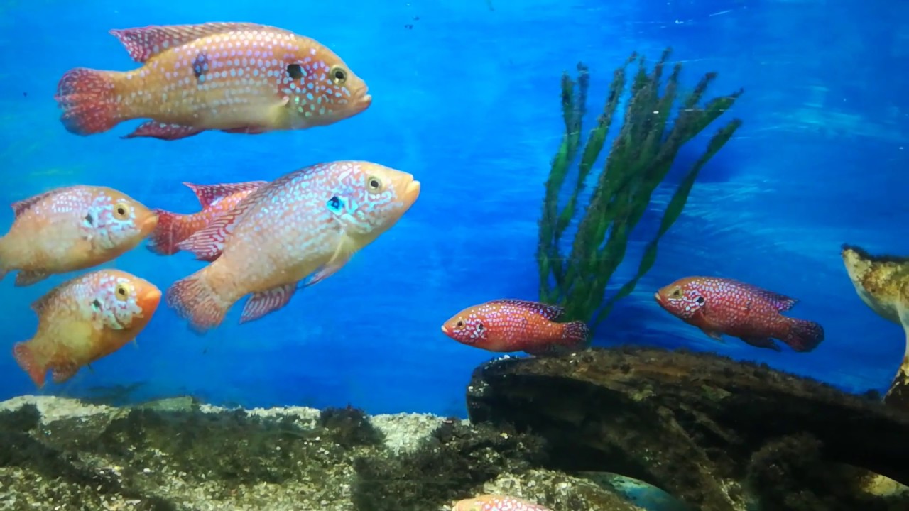 https://mdw-travel-data-us-east-1.s3.amazonaws.com/img/country/Romania/Aquarium/img_00.jpg
