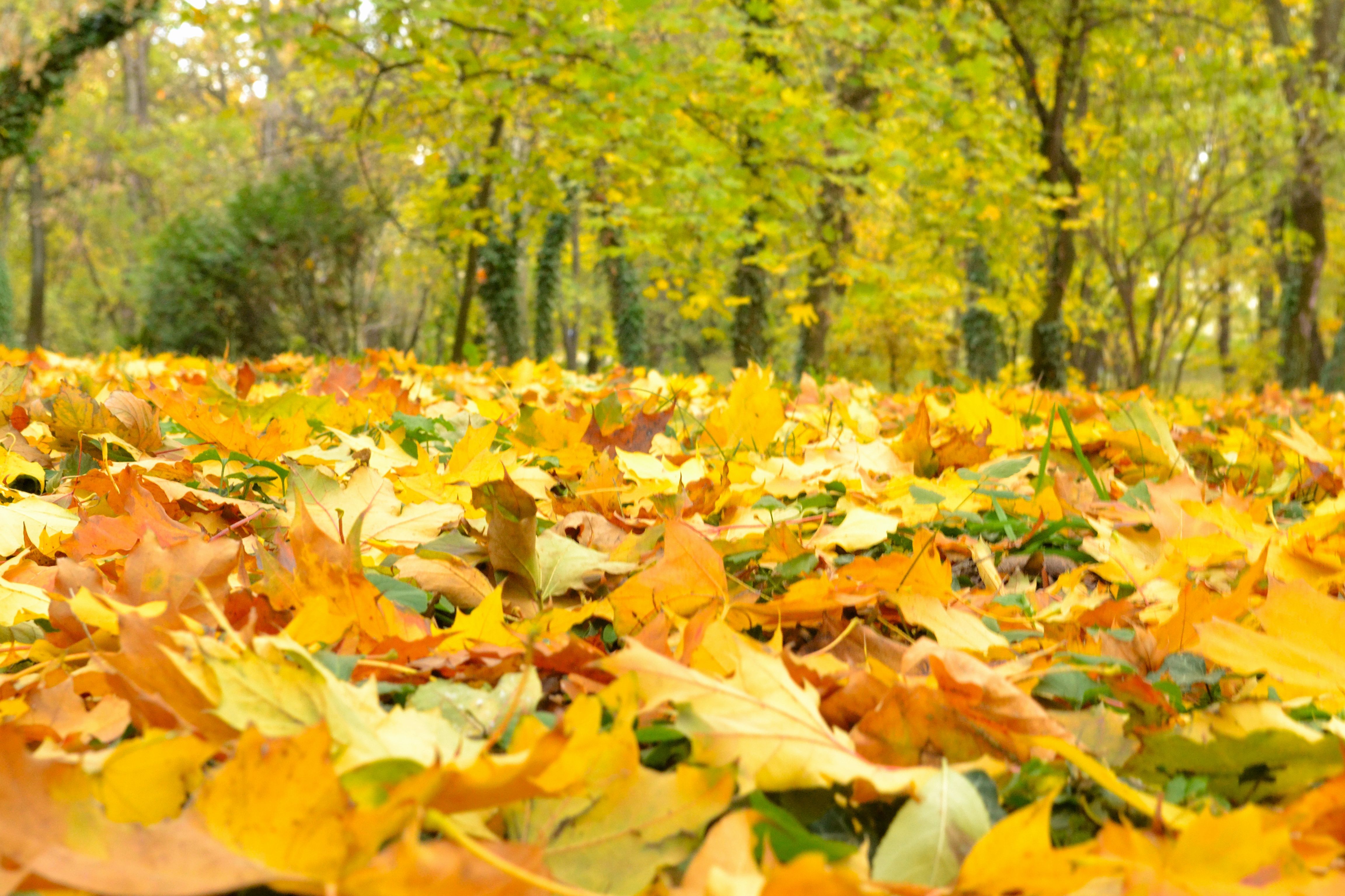 https://mdw-travel-data-us-east-1.s3.amazonaws.com/img/country/Romania/Botanic-Park/img_02.jpg