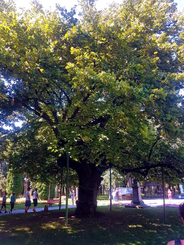 https://mdw-travel-data-us-east-1.s3.amazonaws.com/img/country/Romania/Copou-Park/img_02.jpg