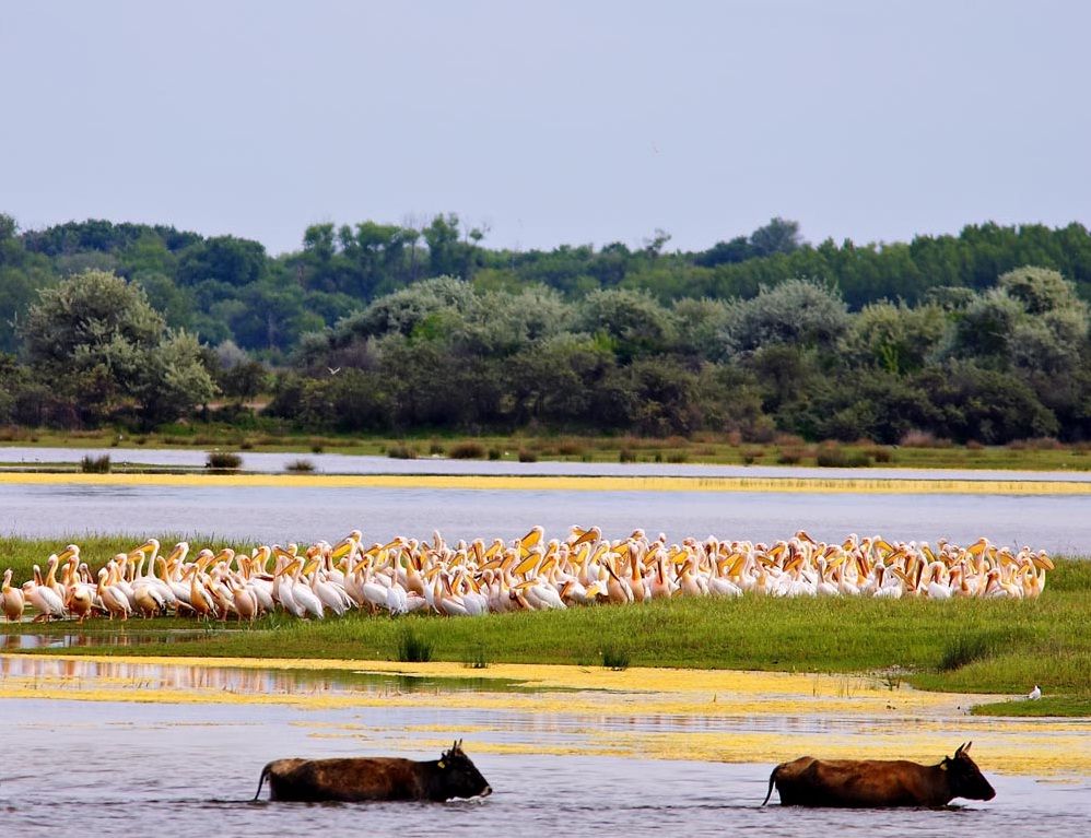 https://mdw-travel-data-us-east-1.s3.amazonaws.com/img/country/Romania/Danube-Delta/img_04.jpg