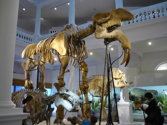 https://mdw-travel-data-us-east-1.s3.amazonaws.com/img/country/Romania/Grigore-Antipa-Museum-of-Natural-History/img_01.jpg