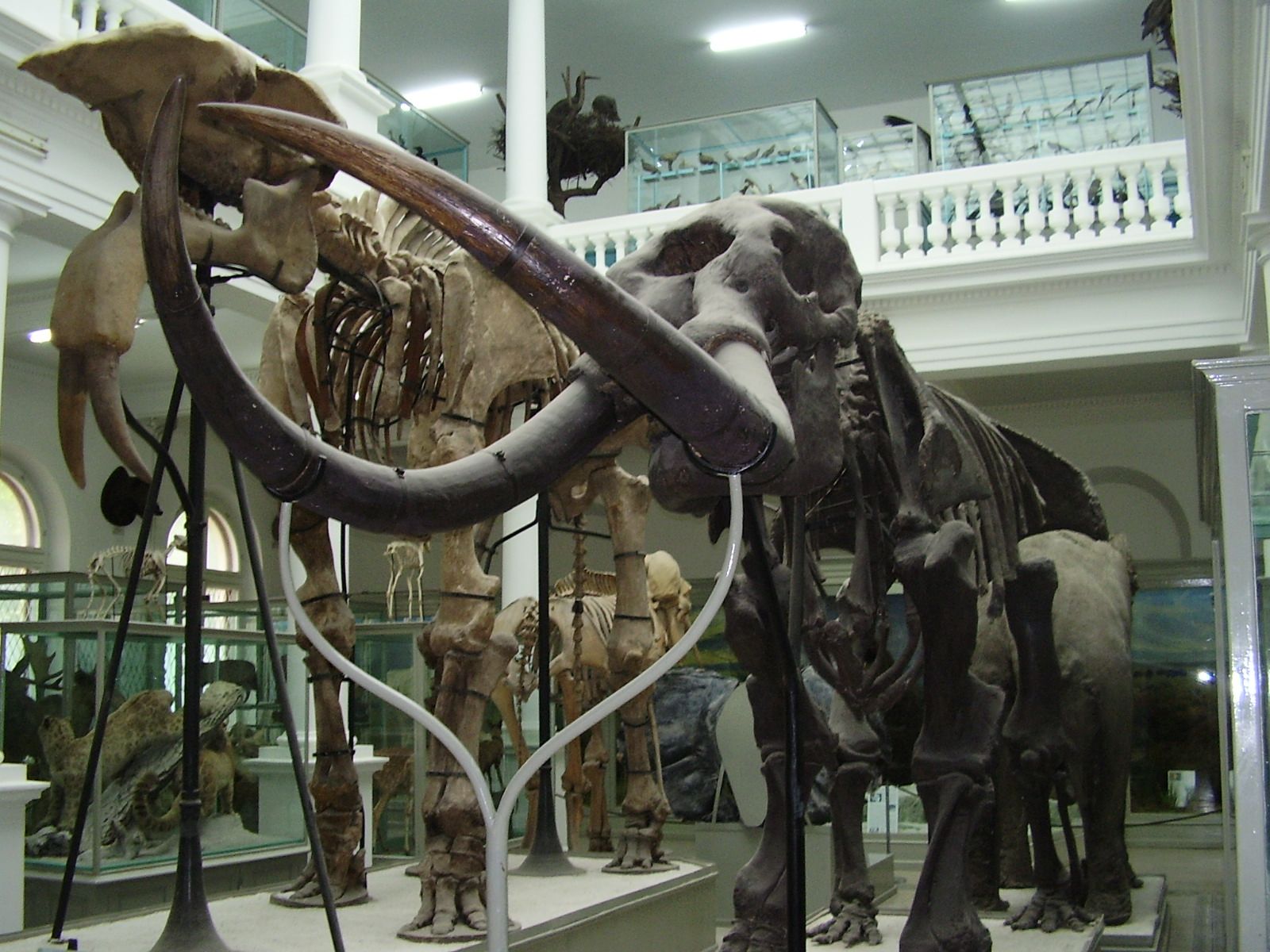 https://mdw-travel-data-us-east-1.s3.amazonaws.com/img/country/Romania/Grigore-Antipa-Museum-of-Natural-History/img_02.jpg