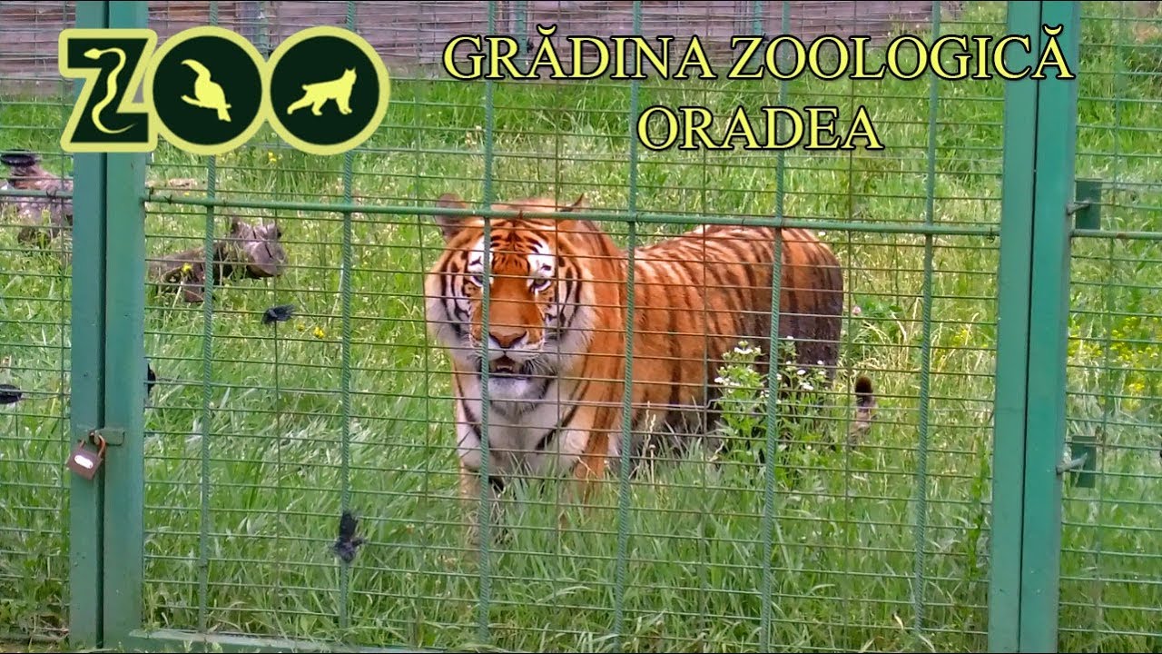 https://mdw-travel-data-us-east-1.s3.amazonaws.com/img/country/Romania/Oradea-Zoo/img_00.jpg