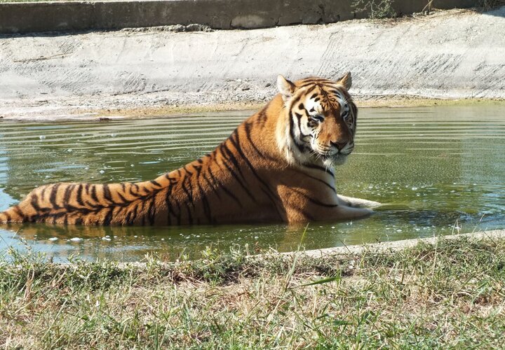 https://mdw-travel-data-us-east-1.s3.amazonaws.com/img/country/Romania/Oradea-Zoo/img_01.jpg