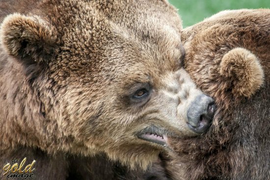 https://mdw-travel-data-us-east-1.s3.amazonaws.com/img/country/Romania/Oradea-Zoo/img_02.jpg