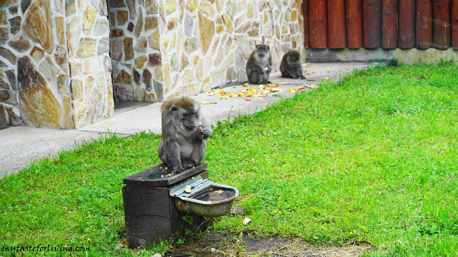 https://mdw-travel-data-us-east-1.s3.amazonaws.com/img/country/Romania/Sibiu-Zoo/img_00.jpg