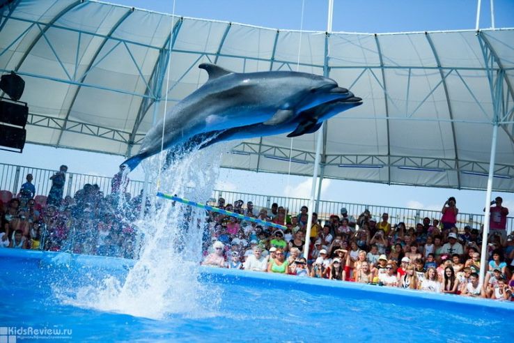 https://mdw-travel-data-us-east-1.s3.amazonaws.com/img/country/Russia/Dolphinarium/img_00.jpg