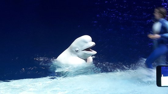 https://mdw-travel-data-us-east-1.s3.amazonaws.com/img/country/Russia/Dolphinarium/img_01.jpg