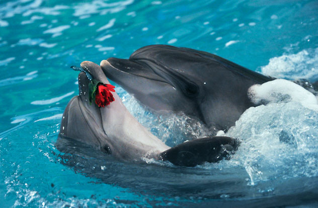 https://mdw-travel-data-us-east-1.s3.amazonaws.com/img/country/Russia/Dolphinarium/img_03.jpg