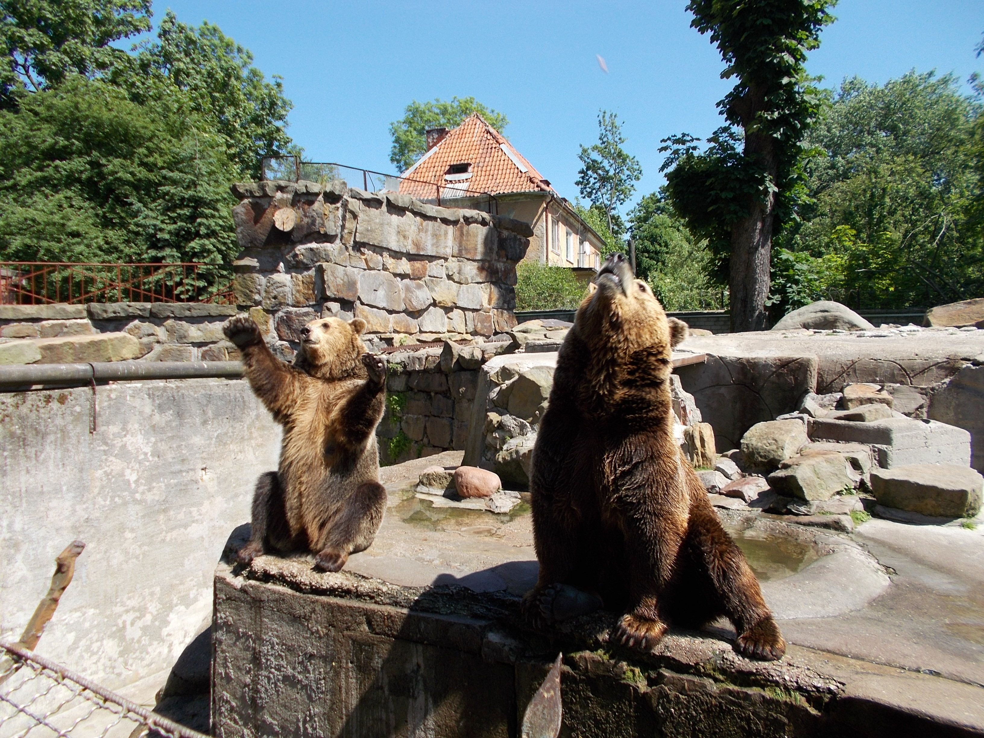 https://mdw-travel-data-us-east-1.s3.amazonaws.com/img/country/Russia/Kaliningrad-Zoo/img_00.jpg